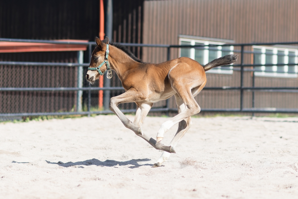 Vi är glada att dela vårt nya tillskott som anlänt till gården...